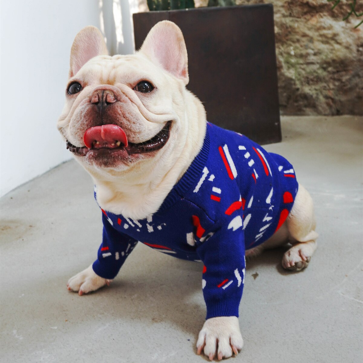 Why Your Pug Deserves a Stylish Sweater