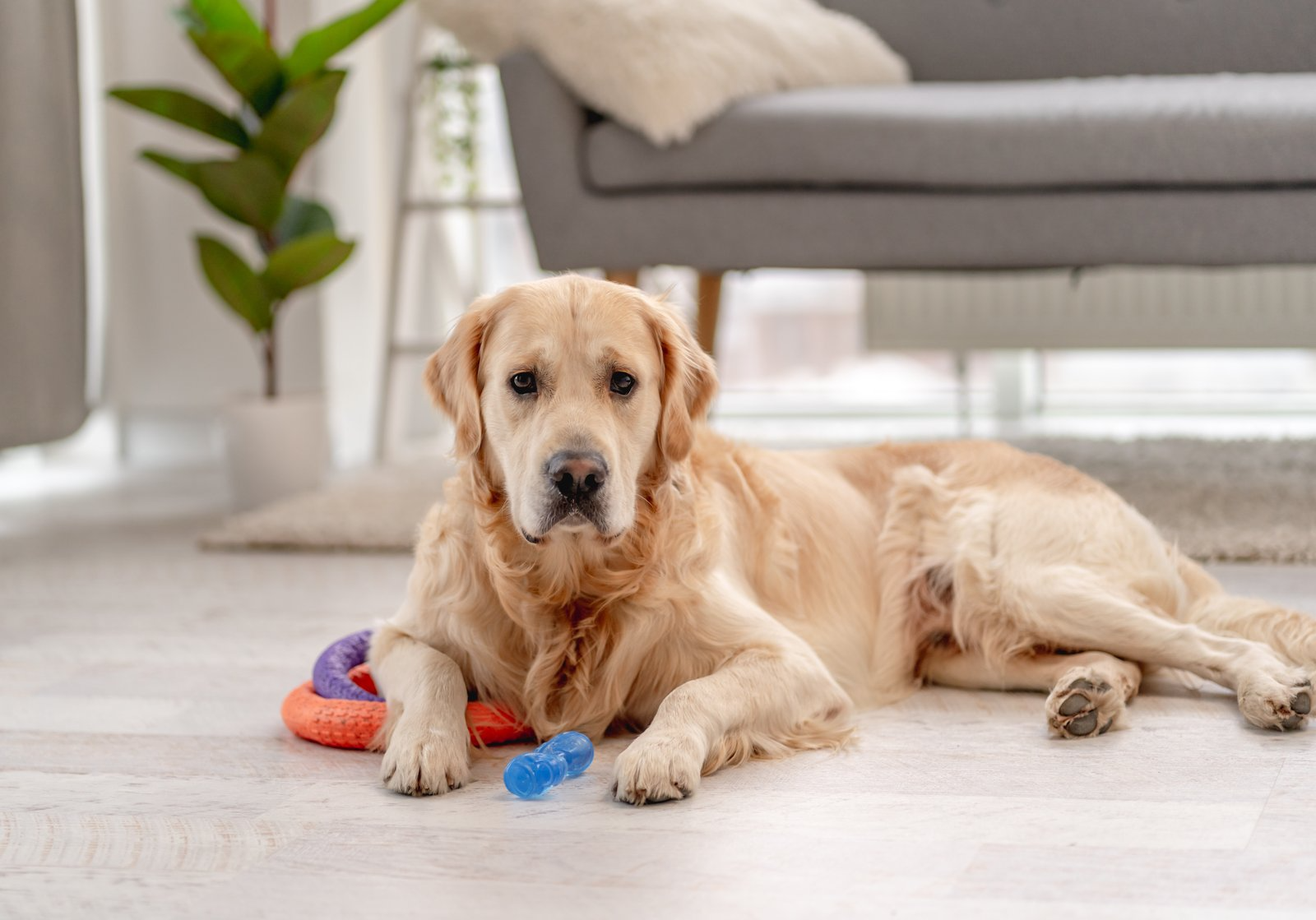 The Importance of Quality Pet Toys