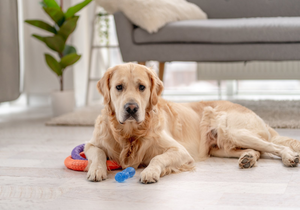 The Importance of Quality Pet Toys