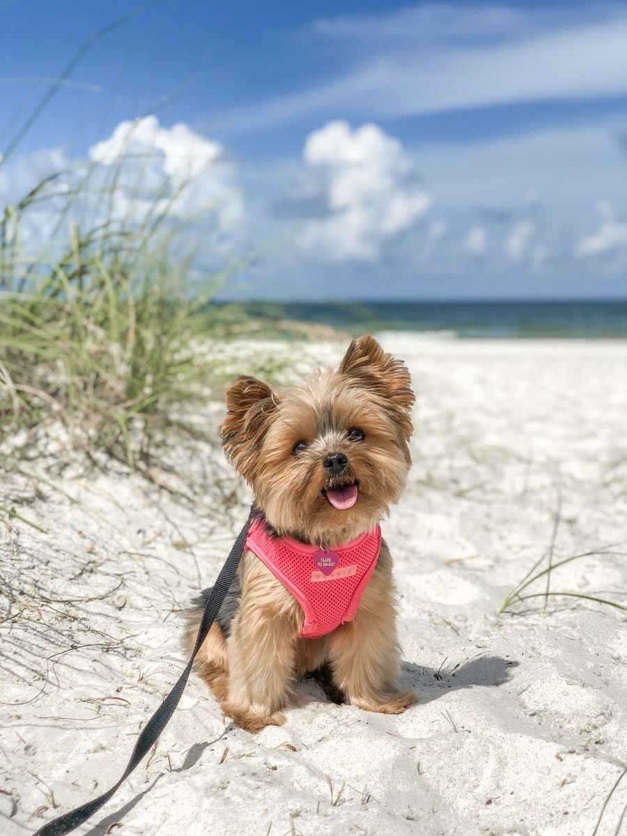 How to Keep Your Pet Cool and Safe Outdoors This Summer