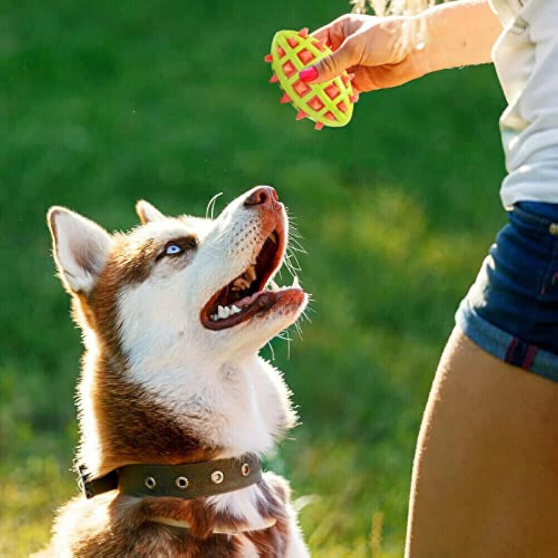 Pet Sounding Dog Teether Ball Toys For Aggressive Chewers