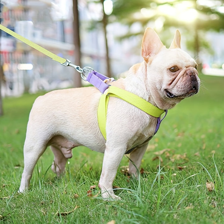 Rainbow Colorblock Pet Leash Set