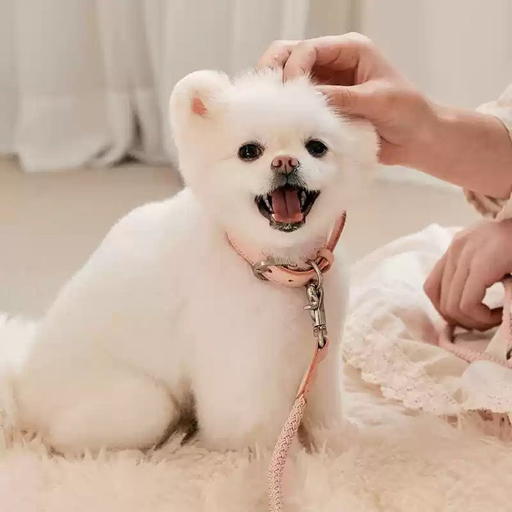 Dog Collar Leather Hand Holding Rope